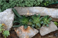 9d34b99c-IMG_9738 lewisia.jpg